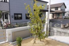 植栽 シンボルツリー