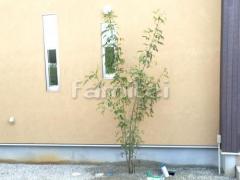 ����ܥ�ĥ꡼ ���ޥȥͥꥳ ���м� ����