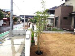 シンボルツリー シマトネリコ