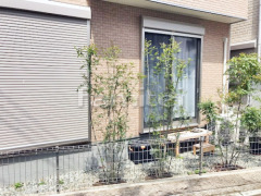 シンボルツリー シマトネリコ