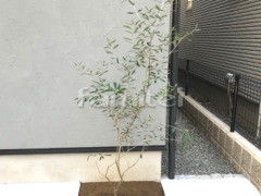����ܥ�ĥ꡼ ���꡼�� ���м� ����
