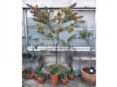 シンボルツリー ミモザ 常緑樹 植栽