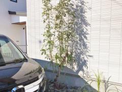 シンボルツリー シマトネリコ