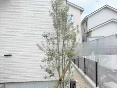 ����ܥ�ĥ꡼ ���꡼�� ���м� ����